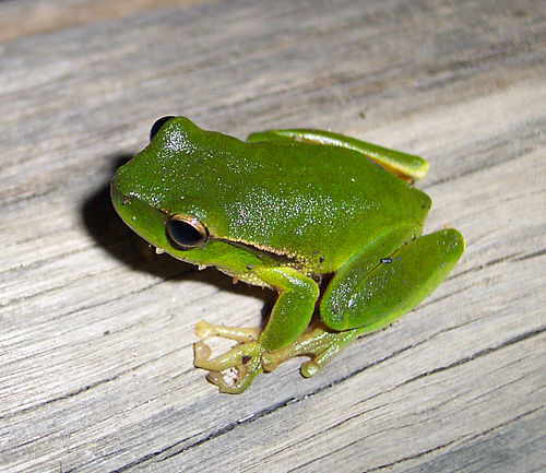 Leaf green tree frog